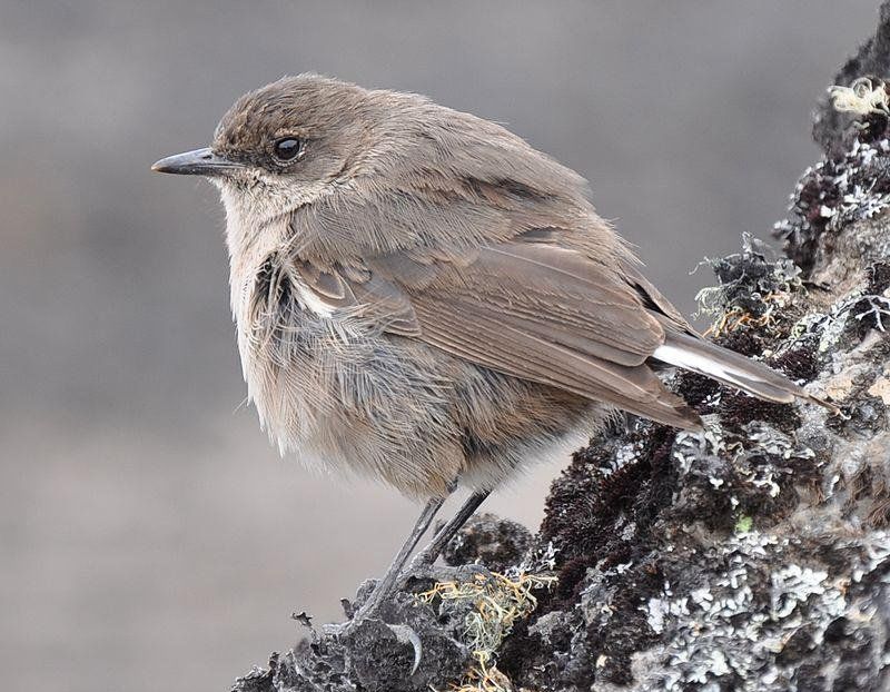 山岩鵖 山岩鵖的图片