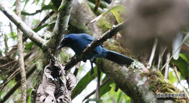 ������ͷȵ