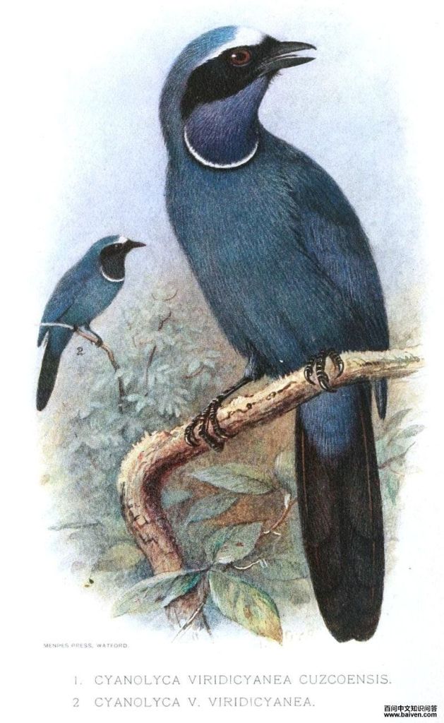 ������ͷȵ��ͼƬ