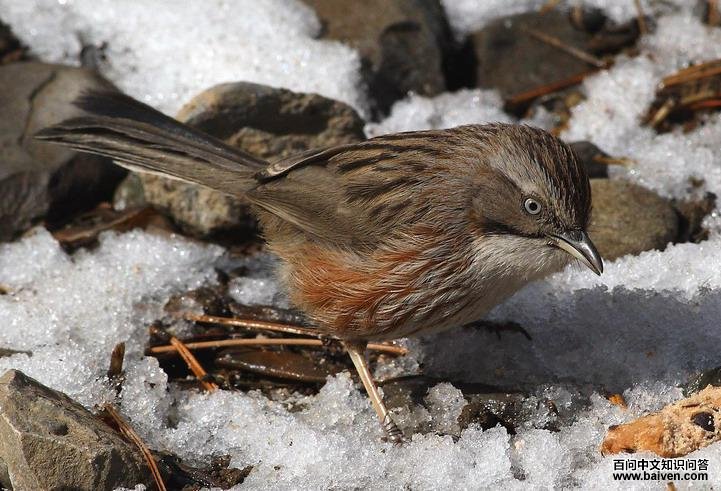 ɽ��ѩ����ʳ