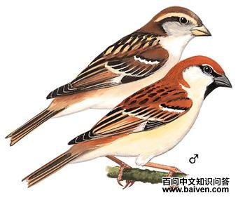 ɽ��ȸ����̬����ͼ