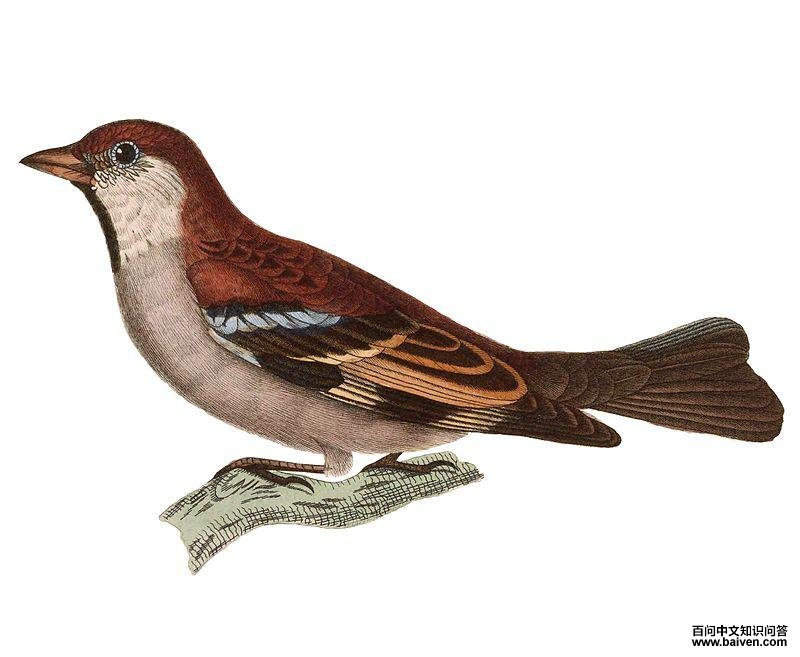 ɽ��ȸ����̬����ͼ