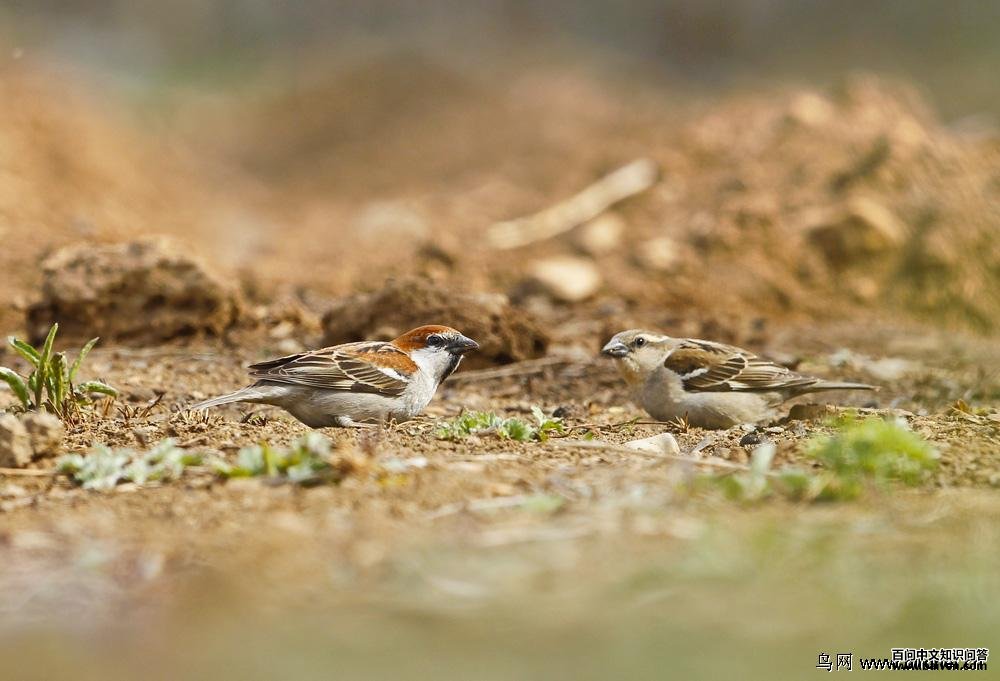 ɽ��ȸ����������ұߴ�����Ӱ���ֹ�����