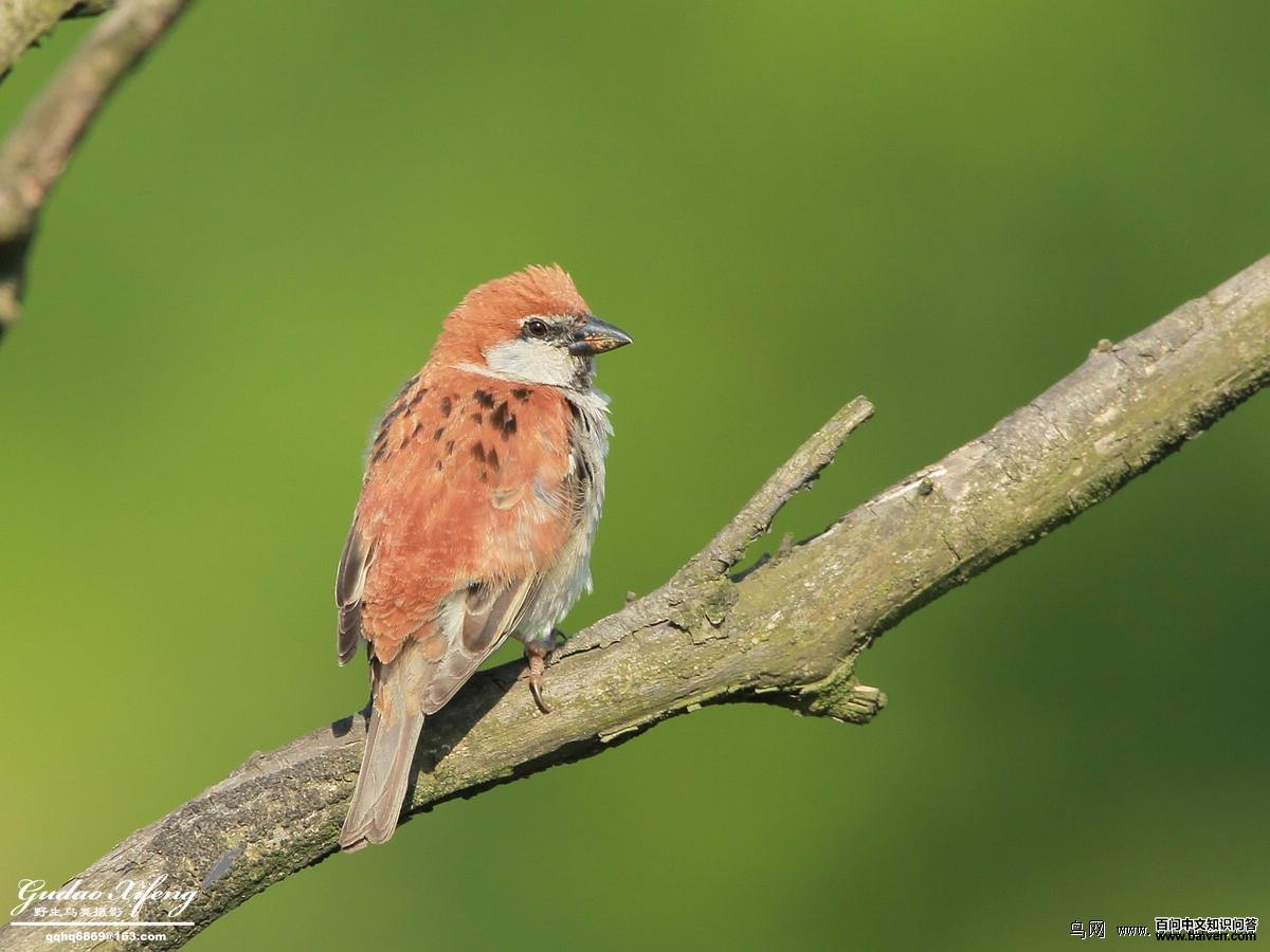 ɽ��ȸ������Ӱ�ŵ����磩