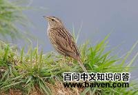 山鹨 山鹨的图片