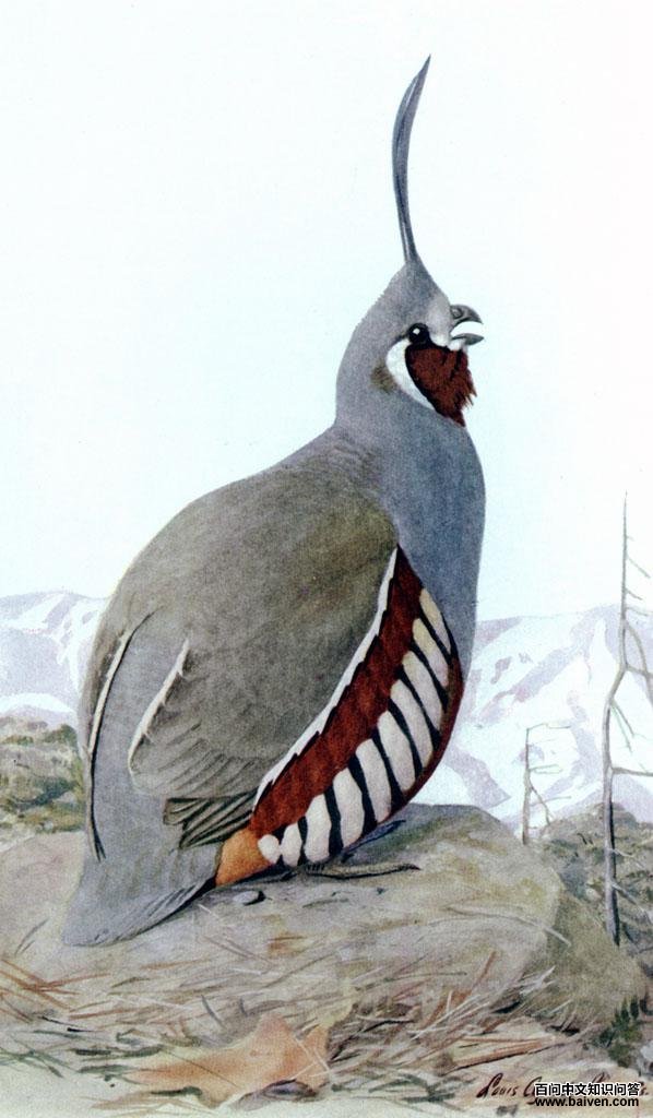 ɽ���ȵ�ͼƬ