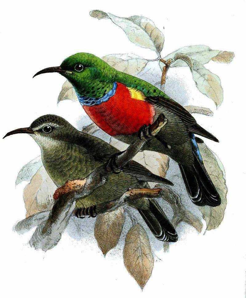 山林双领花蜜鸟 山林双领花蜜鸟的图片