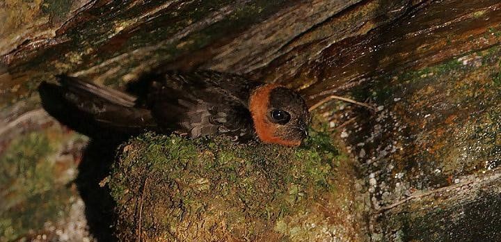 白领黑雨燕属 白领黑雨燕属的图片