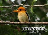 ɽ�������