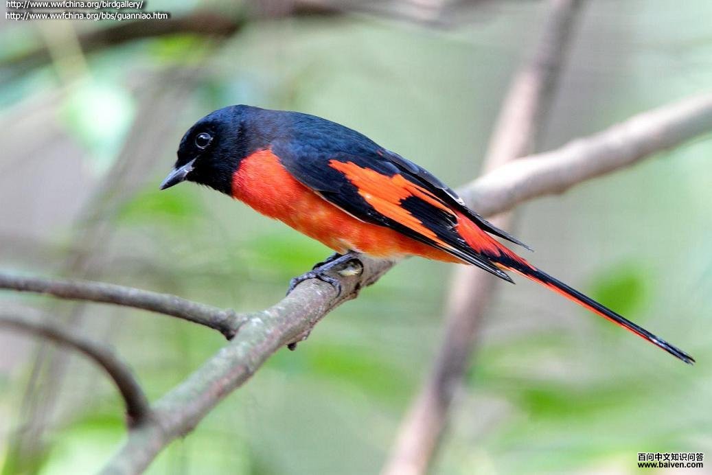 山椒鸟属 山椒鸟属的图片