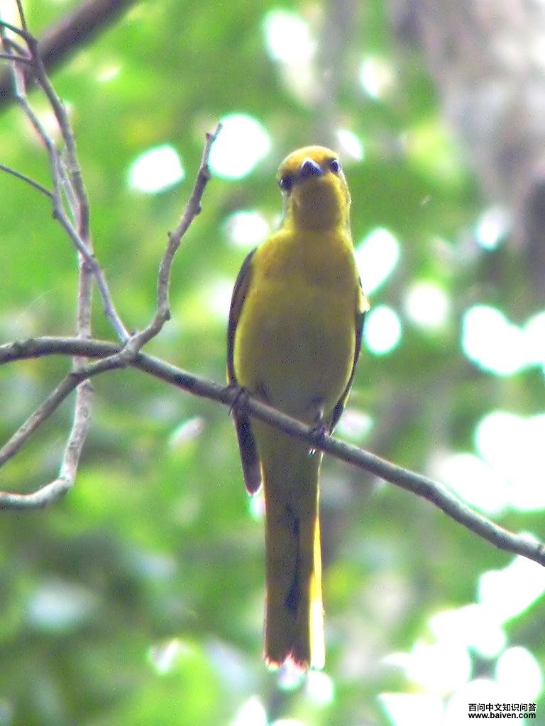 ɽ������