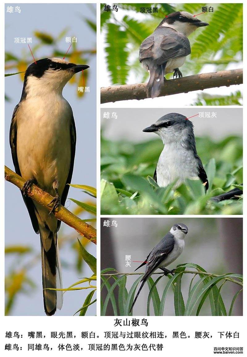 ��ɽ����