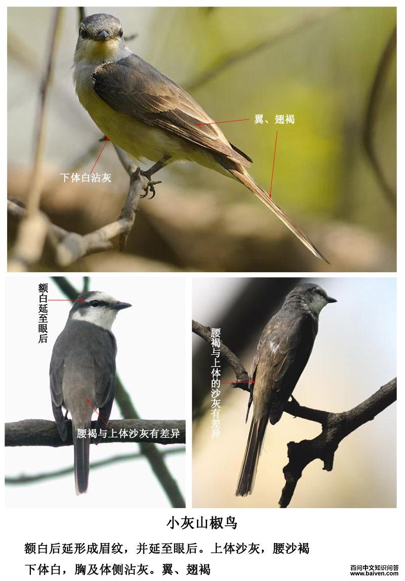 С��ɽ���񣺶���γ�ü�ƣ������ۺ�