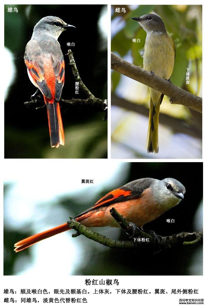 �ۺ�ɽ����ı�ʶͼƬ