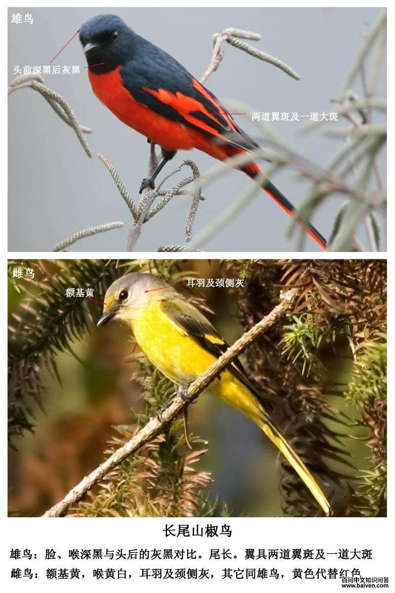 ��βɽ����ı�ʶͼƬ