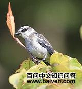 ����ɽ����