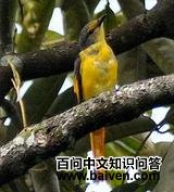 ���ɽ����