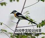 ����ɽ����