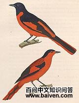 ����ɽ����