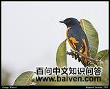 ���ɽ����