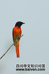 ���ɽ����