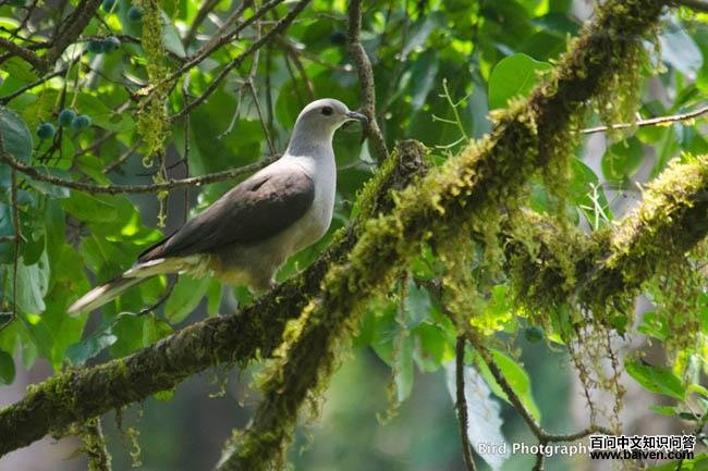 ɽ��汎cuprea���֣�����ӡ��