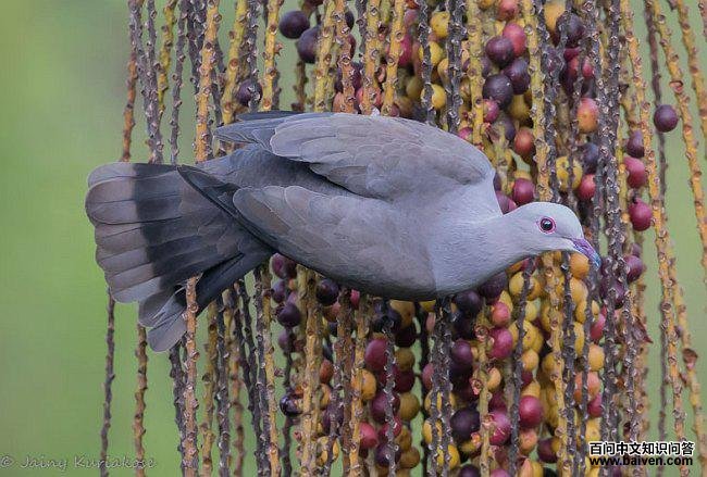 ɽ��汎cuprea���֣�����ӡ��