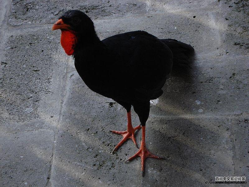 山冠雉 山冠雉的图片