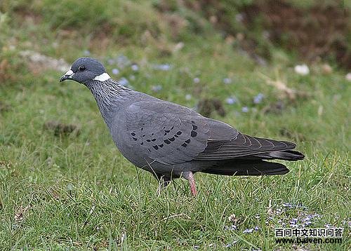 ������ͼƬ