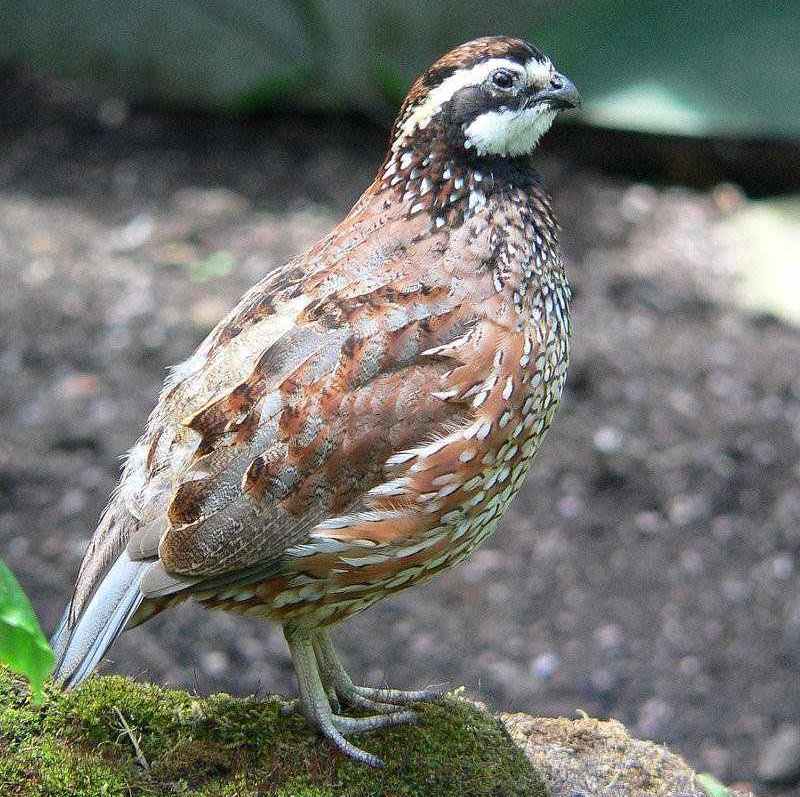 山齿鹑 山齿鹑的图片