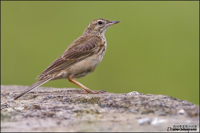 山地鹨 山地鹨的图片