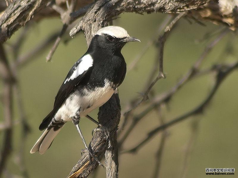 山鵖 山鵖的图片