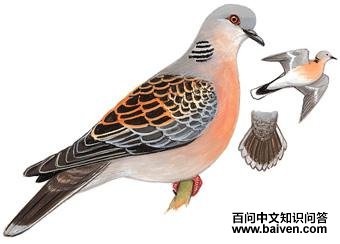 ɽ��汎��̬����ͼ