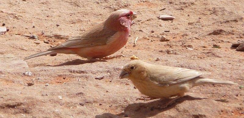 ɳɫ��ȸ��ͼƬ