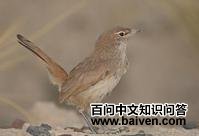 沙色窜鸟 沙色窜鸟的图片