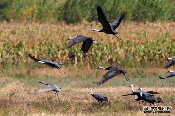 ɳ��ף���ʳ