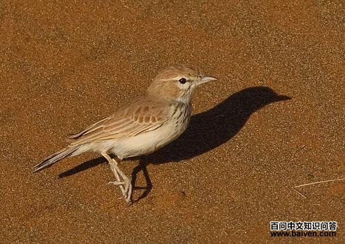 ɳ������