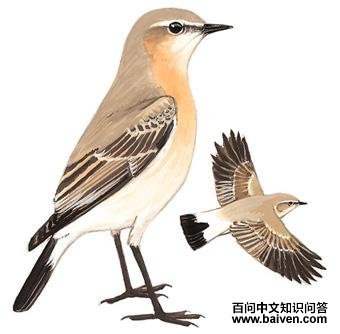 ɳ�S��̬����