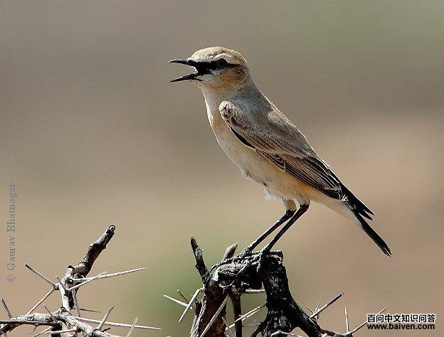 ɳ�S������