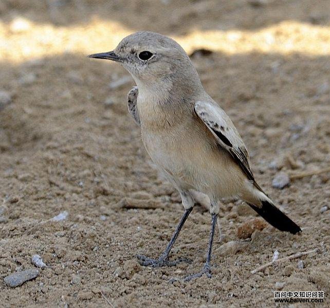 ɳ�S������