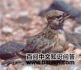 ˹����ɳ����