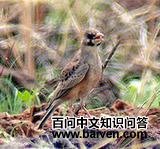 ����ɳ����