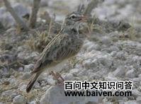 ɳ������