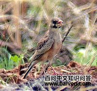 ɳ������