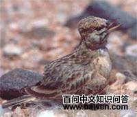 ɳ������