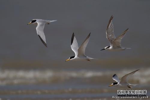 桑氏白额燕鸥 桑氏白额燕鸥的图片