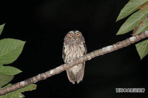 桑岛角鸮 桑岛角鸮的图片