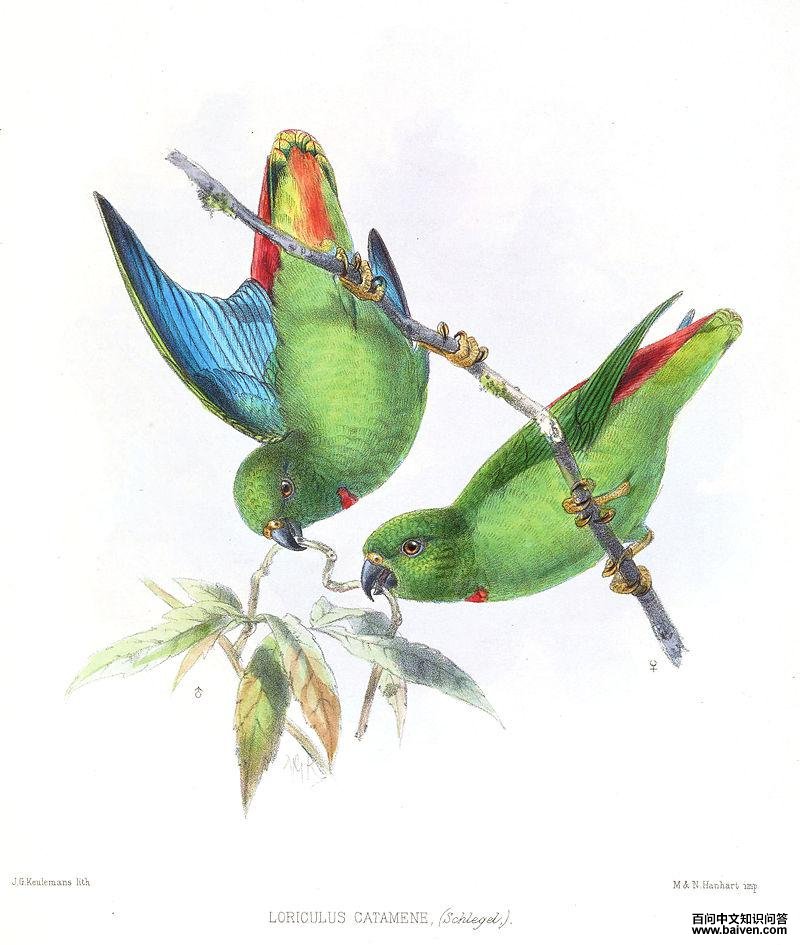 桑岛短尾鹦鹉 桑岛短尾鹦鹉的图片