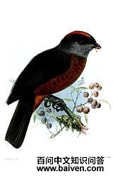 ����ɡ����