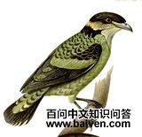 �۰�ʳ��ɡ����